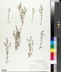 Draba brachycarpa image