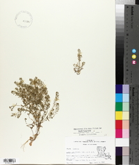 Draba brachycarpa image