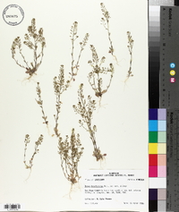 Draba brachycarpa image