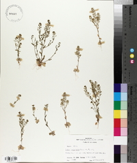 Draba brachycarpa image