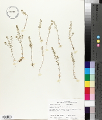 Draba brachycarpa image