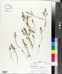 Draba brachycarpa image