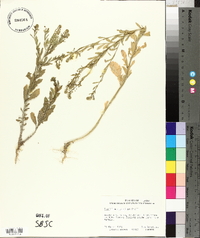 Lepidium austrinum image