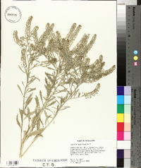 Lepidium austrinum image