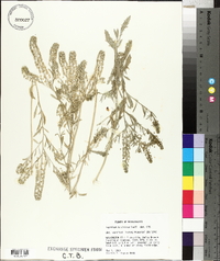 Lepidium austrinum image