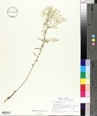 Lepidium alyssoides image