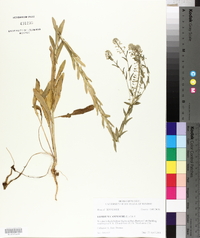 Lepidium campestre image