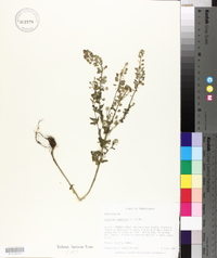 Lepidium campestre image