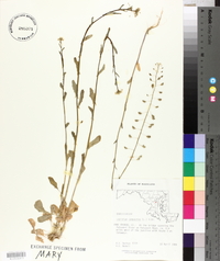 Lepidium campestre image