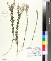 Lepidium campestre image