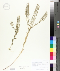 Lepidium campestre image