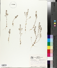 Draba brachycarpa image