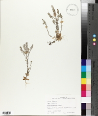 Draba brachycarpa image