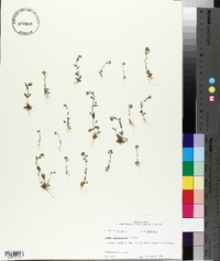 Draba brachycarpa image