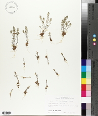 Draba brachycarpa image