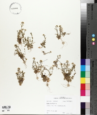 Draba brachycarpa image