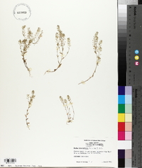 Draba brachycarpa image