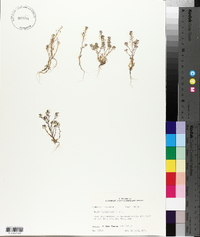 Draba brachycarpa image