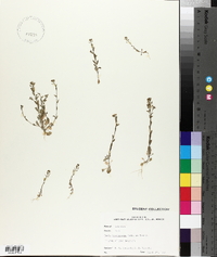 Draba brachycarpa image