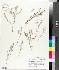 Draba brachycarpa image