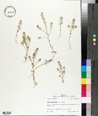 Draba brachycarpa image