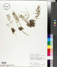 Draba asprella var. zionensis image
