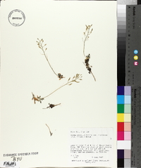 Draba asprella var. zionensis image