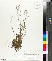 Draba arabisans image