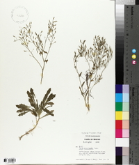 Draba ramosissima image