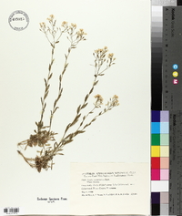 Draba ramosissima image