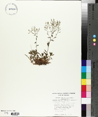 Draba ramosissima image