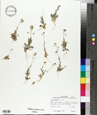 Draba platycarpa image