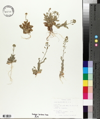 Draba platycarpa image