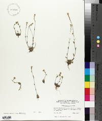 Draba breweri var. cana image