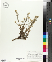 Draba petrophila image