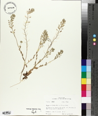 Draba cuneifolia image