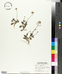 Draba cuneifolia image