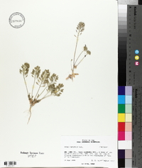 Draba cuneifolia image