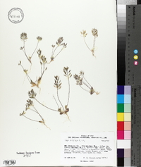 Draba cuneifolia image