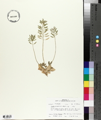 Draba cuneifolia image