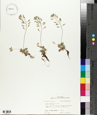 Draba cuneifolia image