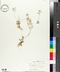 Draba cuneifolia image