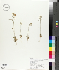 Draba cuneifolia image