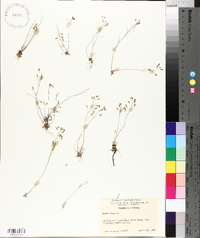 Draba verna image