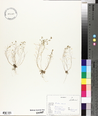 Draba verna image