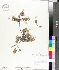 Draba ventosa image