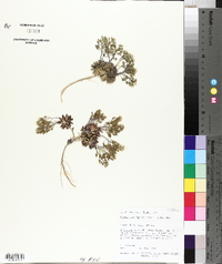 Draba subalpina image