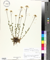 Draba spectabilis image