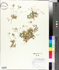 Draba reptans image