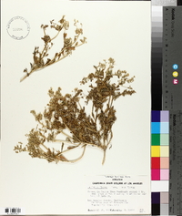 Lepidium flavum var. flavum image